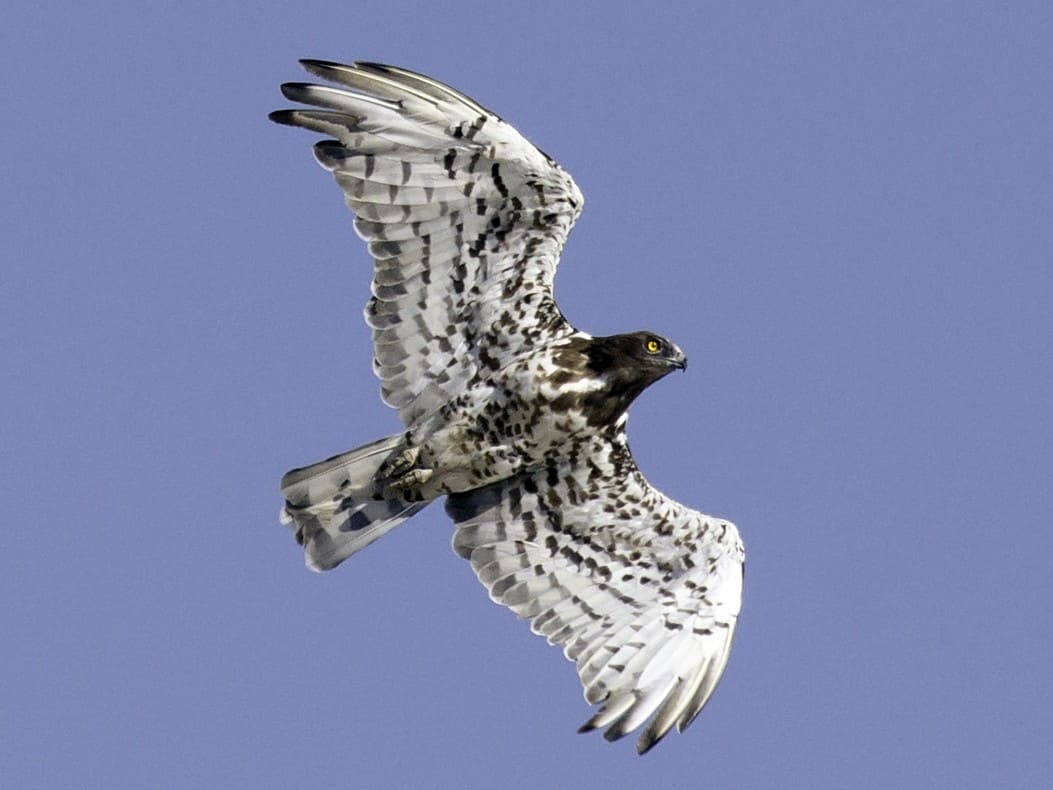 Circaetus gallicus